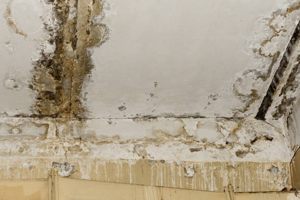 Best Air Quality Testing for Mold Spores  in Bath, ME